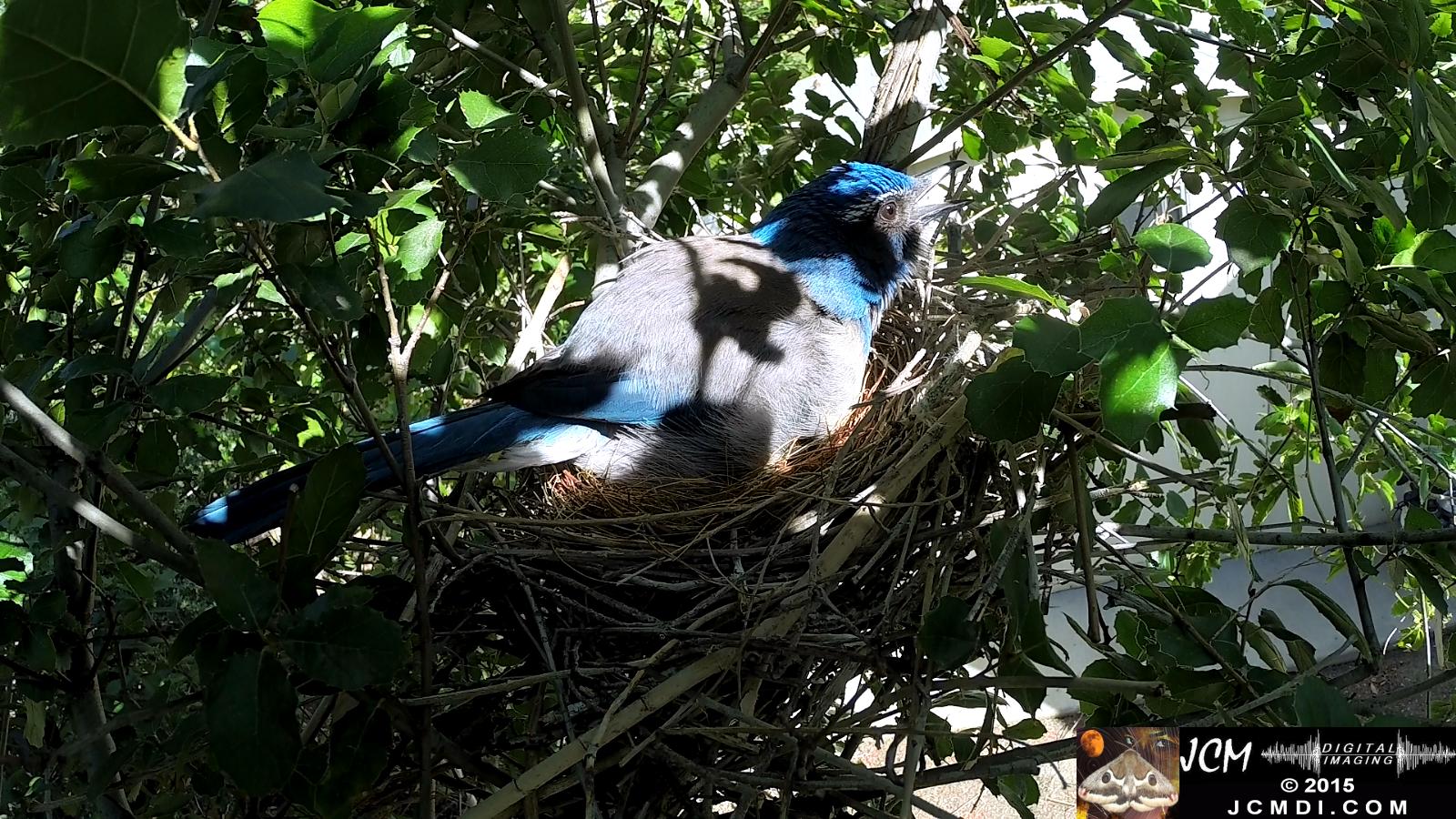 Scrub Jay nest and activity GoPro Hero3+ Black 3-3132015 Santa Clarita JCMDI.COM
